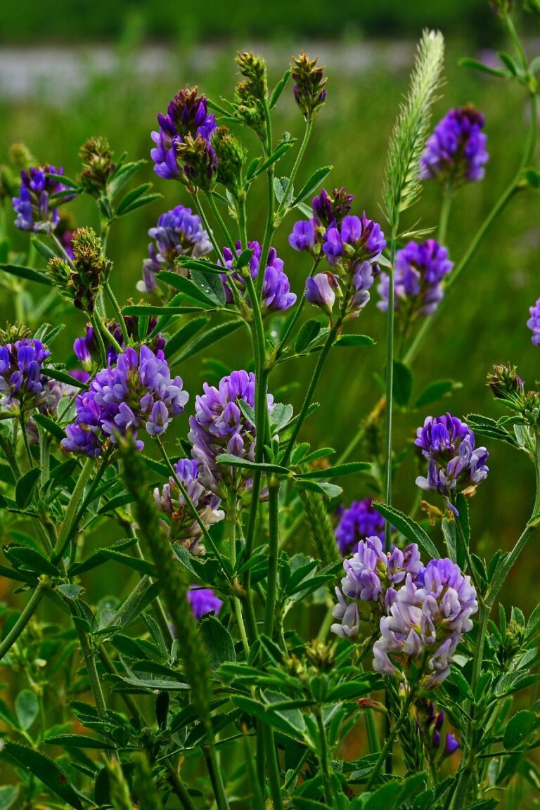 alfalfa