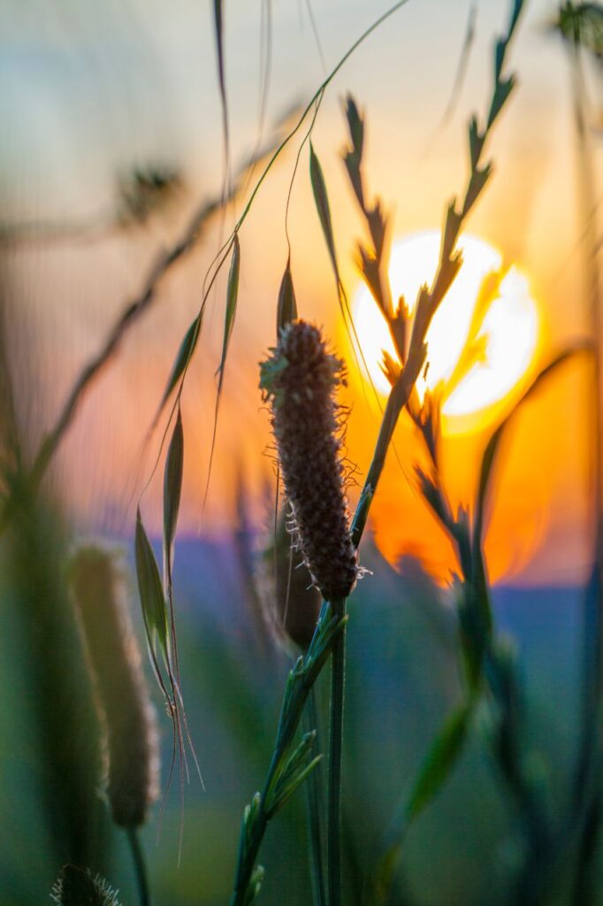 meadow