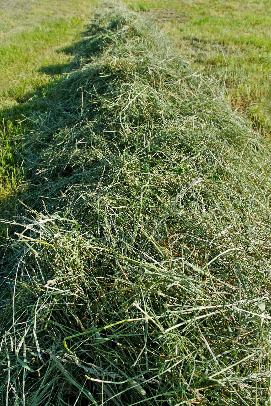 hay