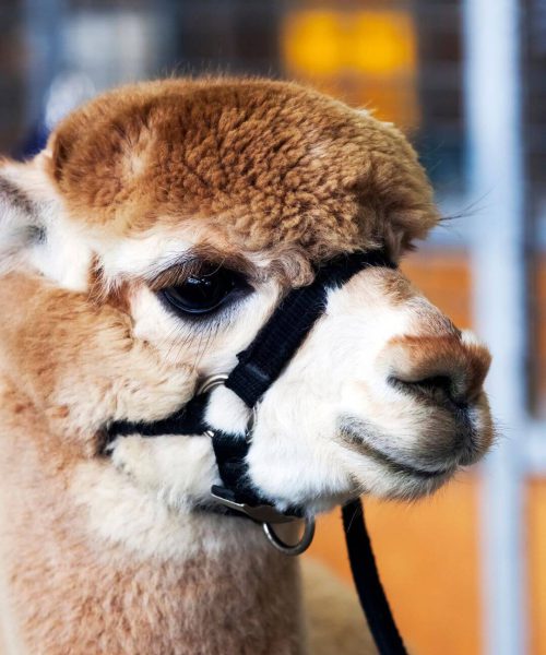 alpaca