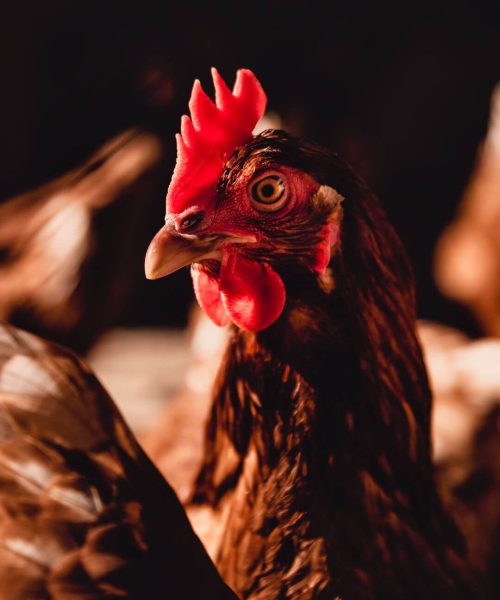 chicken