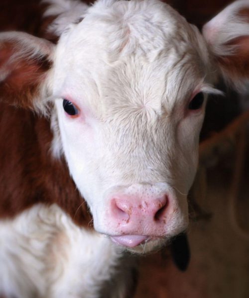 cow