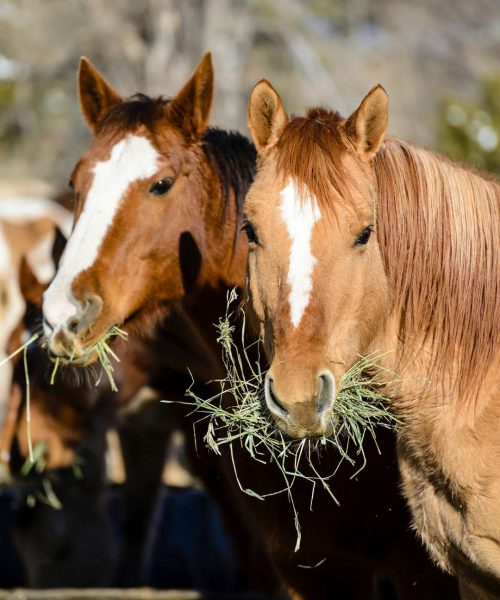 horse