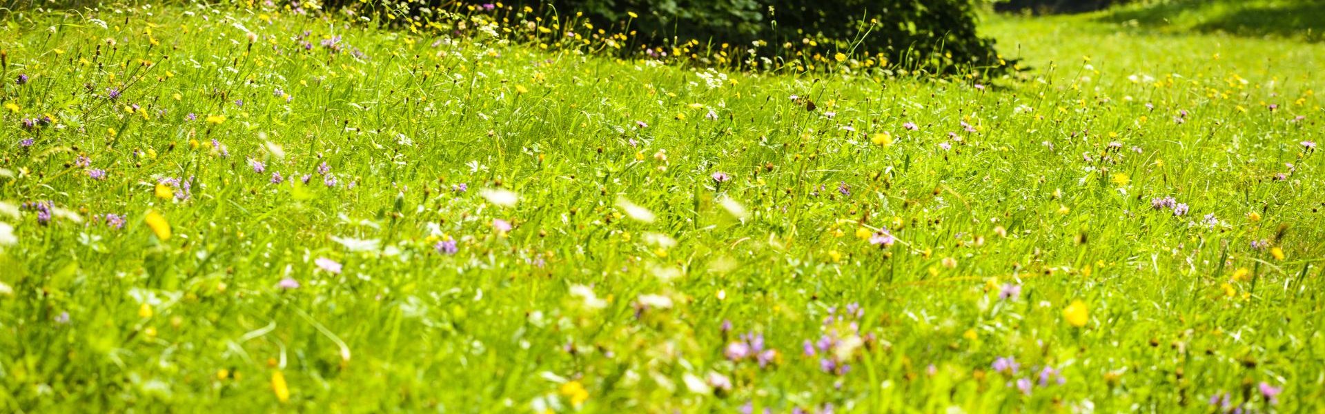 meadow5