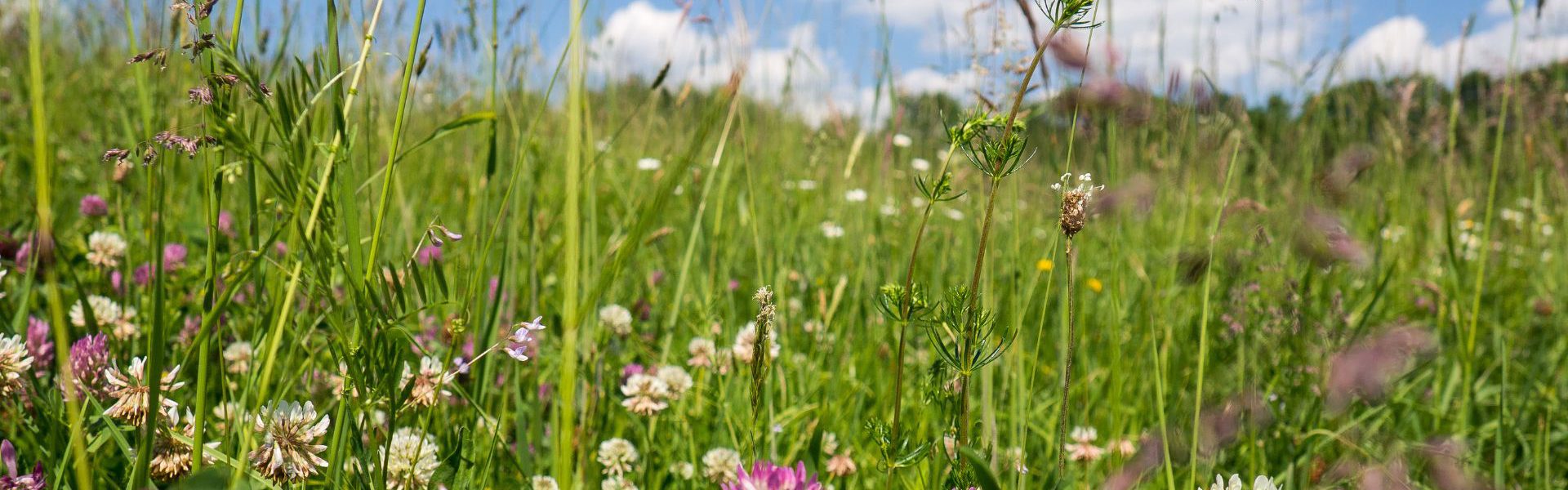 meadow8